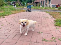 -派美特宠物医院·核磁CT·骨科肿瘤·疑难转诊(沈农禾丰店)