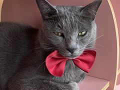 -喵屿·大理花园猫咖