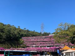 -深圳仙湖植物园
