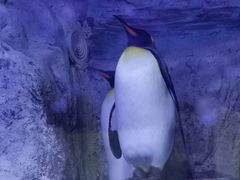 -海合安青岛极地海洋公园