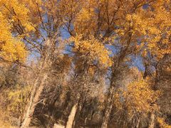 -金塔沙漠胡杨林景区