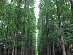 -东平国家森林公园