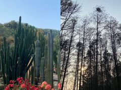 -深圳仙湖植物园
