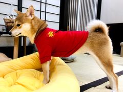 -逗柴咖啡屋·狗咖猫咖宠物桌游