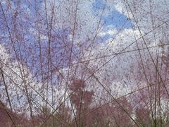 -柳鹭田园区