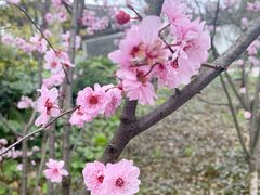 -上海醉白池公园
