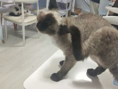 -喵的天空名猫咖啡馆·撸猫·猫舍·用品