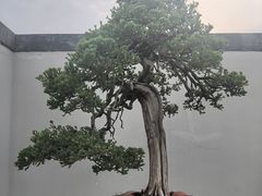 -盆景园(扬州大运河文化旅游度假区)