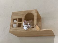 -藏猫猫咖啡主题馆(中央大道店)