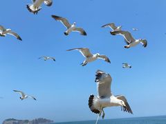 -海驴岛(荣成市)