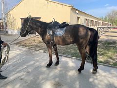 -北京群众马术培训基地