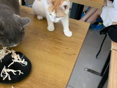 -平行世界·猫咖(首经贸店)