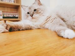 -滚猫咖啡·猫咖·猫友好撸猫(未来城店)