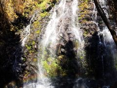 -望天鹅景区