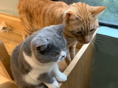 -滚猫咖啡·猫咖·猫友好撸猫(未来城店)