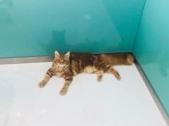 -欧奕国际动物医院