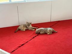 -秦皇岛野生动物园