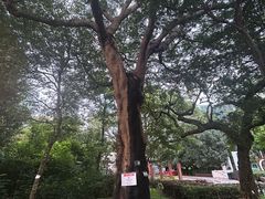 -九龙公园