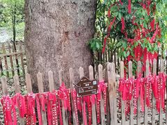 -石台牯牛降景区