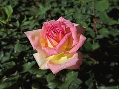 -人民公园(罗湖区)