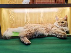 -李小姐の猫咖啡馆(五角场店)