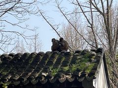 -苏州上方山国家森林公园