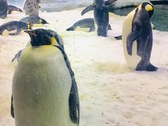 -帝企鹅自助餐厅•儿童岛•真企鹅(长隆企鹅酒店)