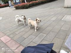 -圣宠动物医院·犬猫专科·影像中心·外科中心