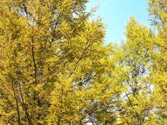 -塞罕坝国家级自然保护区