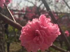 -南汇桃花村