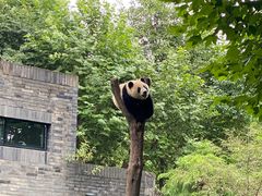 -都江堰中华大熊猫苑