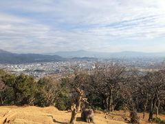 -岚山猴子公园