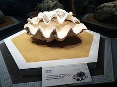 -贝林大翅鲸简餐厅(国家海洋博物馆店)