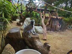 -熊猫自助餐厅.萌趣城堡(长隆熊猫酒店)