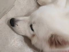 -共舞时光猫咖·狗咖(新街口店)