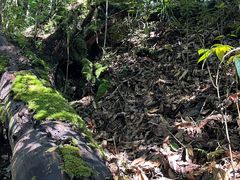 -云南屏边大围山国家公园