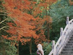 -深圳仙湖植物园