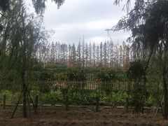 -前小桔亲子创意农场·草莓采摘·露营烧烤