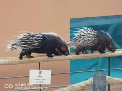 -清迈夜间动物园