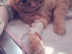 -北京博爱动物医院有限公司