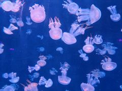 -北戴河圣蓝海洋公园