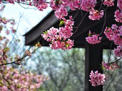 -顾村公园