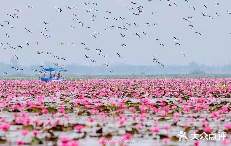 绝美秘境 万亩睡莲 绽放梦幻地平线