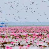 绝美秘境 万亩睡莲 绽放梦幻地平线