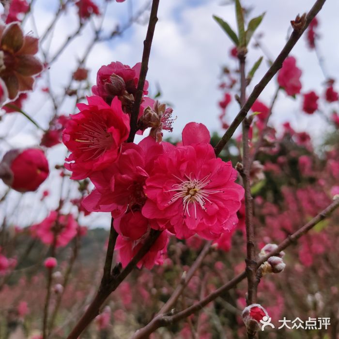 南国桃园旅游度假区图片