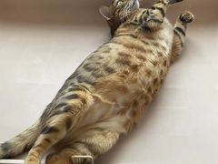 -爱侣宠医·鹦鹉专科·小型哺乳类·异宠专科(灵石路店)