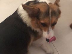 -宠颐生宠物医院·犬猫全科·皮肤科(商业街店)