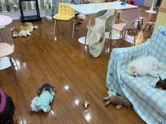 -汪说·狗咖·拼豆·宠物周边DIY(旺城大厦店)
