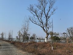 -瑶湖郊野森林公园