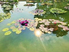 -莲花池公园